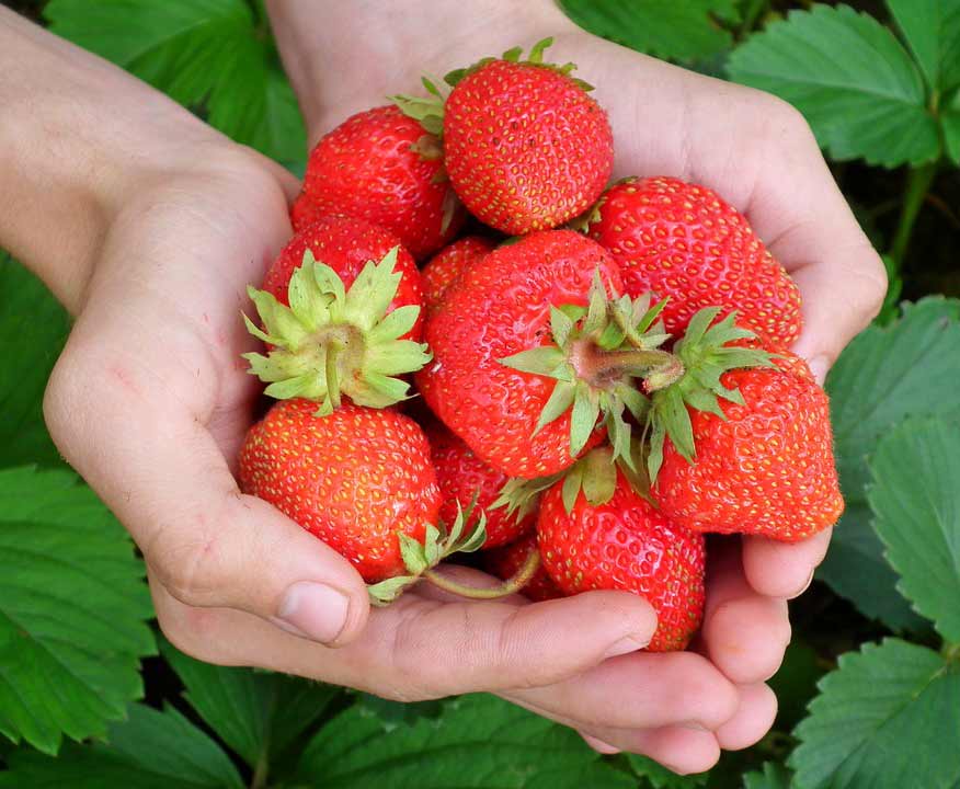 7-manfaat-strawberry-untuk-kesehatan-tubuh-2